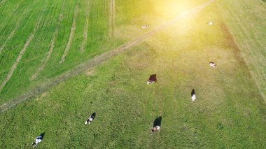 Çayırlarda otlayan sığırlar.
