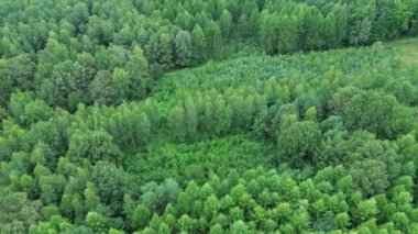 Terk Edilmiş Tarlada Çam Ağaçları Büyüyor
