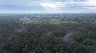 Yoğun orman örtüsü sisle kaplanmış.