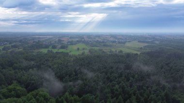 Şafak vakti güneşli ormanın havadan bakış açısı