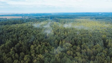 Yoğun orman örtüsü sisle kaplanmış.