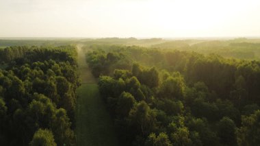 Sisli gün doğumu aydınlatma Yoğun yeşil ormanlık