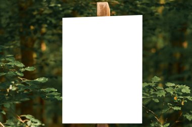 Ormandaki tahta direkte beyaz boş tabela