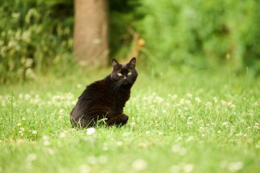 Kara kedi otlak arazide geziniyor.