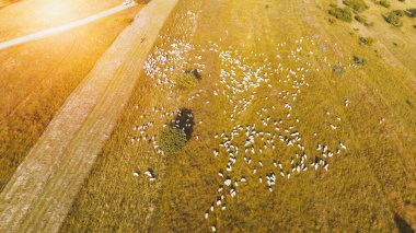 Polands kırsalında otlayan koyunların hava manzarası