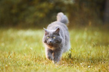 Bahçeyi keşfeden gri kedi