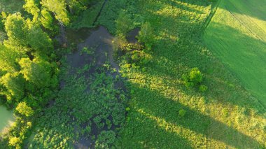 Ormandaki Göletin Manzaralı Havası