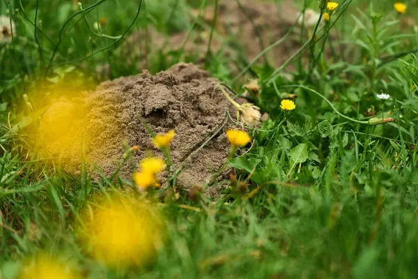 stock image Molehill in green grass with yellow flowers