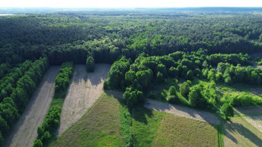 Doğal Ağaç Büyüyen Yabanıl Topraklar