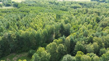 Orman manzarasında yoğun yeşil ağaçlar