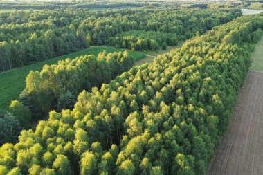 Yeşil orman ağaçlarının havadan görünüşü