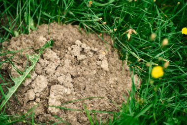 Çimen tarlasında toprak yığını