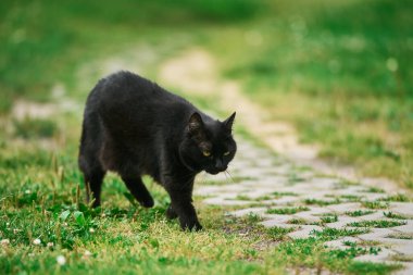 Arka bahçedeki yeşil çimenlikte kara kedi