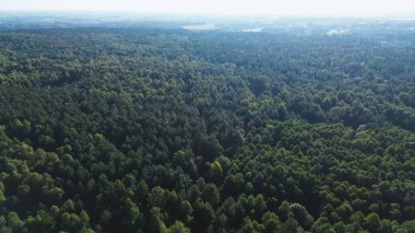Genç yeşil çam ormanının havadan görünüşü