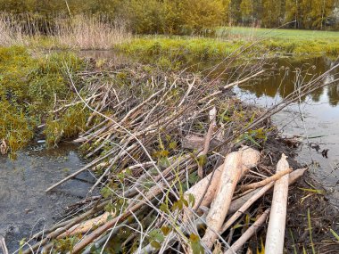 Kunduzlar el işi: Çubuklardan ve bitkilerden yapılmış baraj