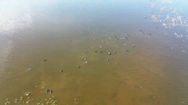 Huzur Gölü 'nde Yaz Kuşları İzleme