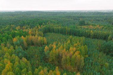 Güneşli ormanda parlak sonbahar yaprakları