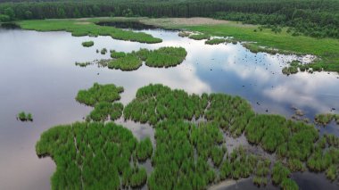 Forest and lake from above clipart