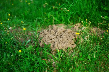 Small dirt mound in grassy flower field clipart