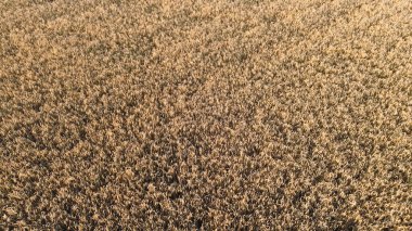 Altın buğday tarlası gün batımında güneşleniyor