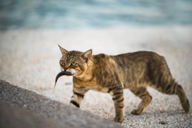 Kıyıda yürüyen balık tutan tekir kedi.