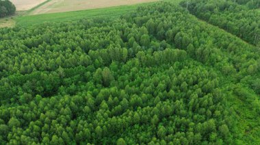 Yeşil orman ağaçlarının havadan görünüşü