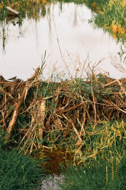 Dallar ve bitkiler suda doğal bir baraj oluşturuyorlar.