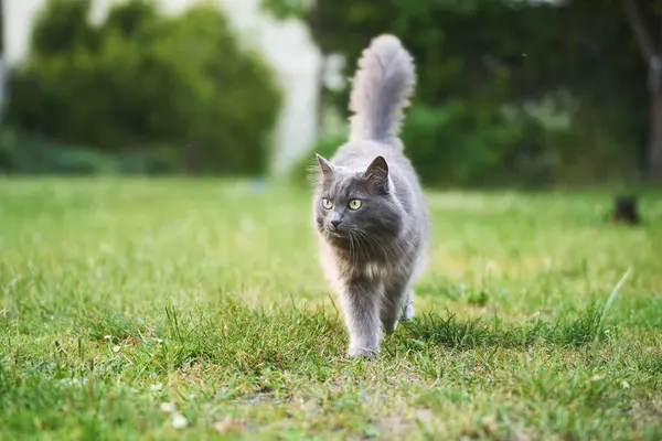 Yeşil çimenlikte yürüyen gri kedi