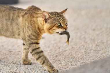 Vahşi kedi kumlu zeminde balık taşıyor.