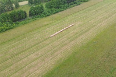 Saman balyalarıyla buğday tarlaları
