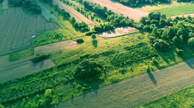 Açık Arazide Orman Genişlemesi