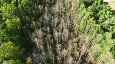 Orman taşkınları kunduz aktivitesinden hasar gördüğünü gösteriyor.