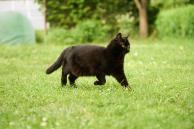 Odaklanamayan arka planda yeşil çimlerde yürüyen kara kedi.