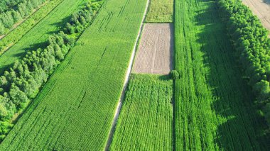 Tarlaları ve ormanı olan kırsal arazinin insansız hava aracı görüntüsü