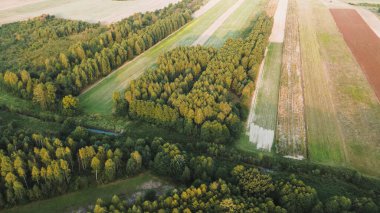 Güneşli ormanda parlak sonbahar yaprakları
