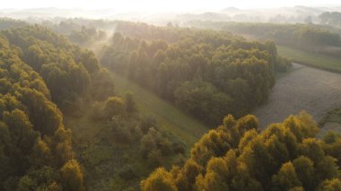 Orman sabah sisi ve havayla örtülüydü.
