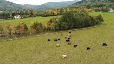 Avrupa dağlarında gezinen dağ inekleri, hava manzarası.