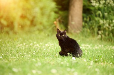 Arka bahçede yeşil çimlerin arasında sinsi sinsi dolaşan siyah kedi.