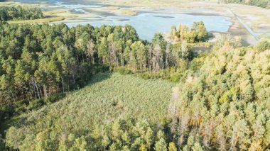 Kırsal kesimde çam ormanı hava manzarası