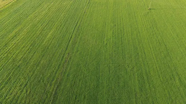 Yeşillik ormanın yanındaki tarlaların havadan çekilmiş görüntüleri.