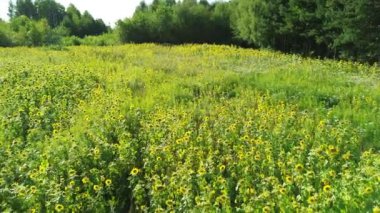 Petrol üretimi için hazırlanan tarlada parlak ayçiçekleri