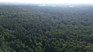 Kırsal alan Genç Ağaçlarla kaplı