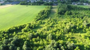 Terk Edilmiş Tarlada Çam Ağaçları Büyüyor