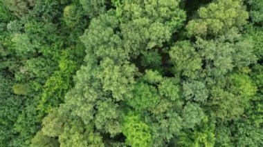 Yoğun ağaç tepe örtüsünün hava görüntüsü