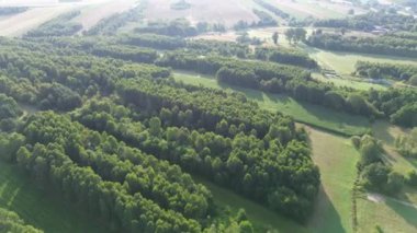 Yoğun yeşil ormanın havadan görünüşü