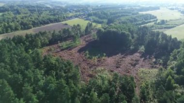 Ağaç kesme endüstrisi temiz bir orman bölgesinde kereste yığını oluşturuyor.