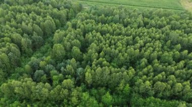 Yukarıdan görünen yemyeşil orman