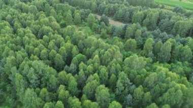 Ormanlık alanın hava perspektifi