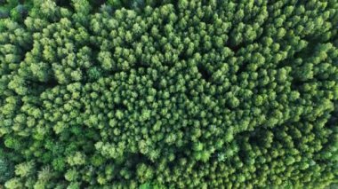 Doğrudan yukarıdan görünen ağaç tepeleri