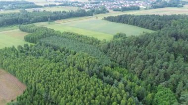 Terk Edilmiş Tarlada Çam Ağaçları Büyüyor